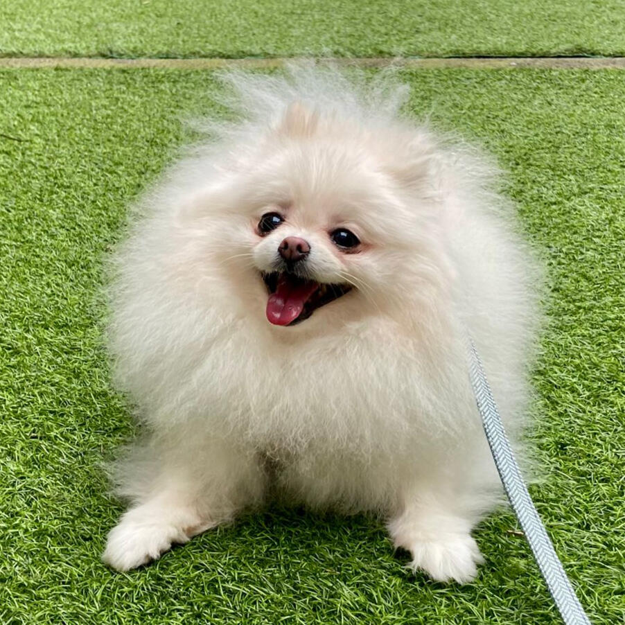 24-Hour Premium Overnight Pet Sitting Overnight dog pet sitting Birmingham and 24-hour dog care Birmingham in-home services