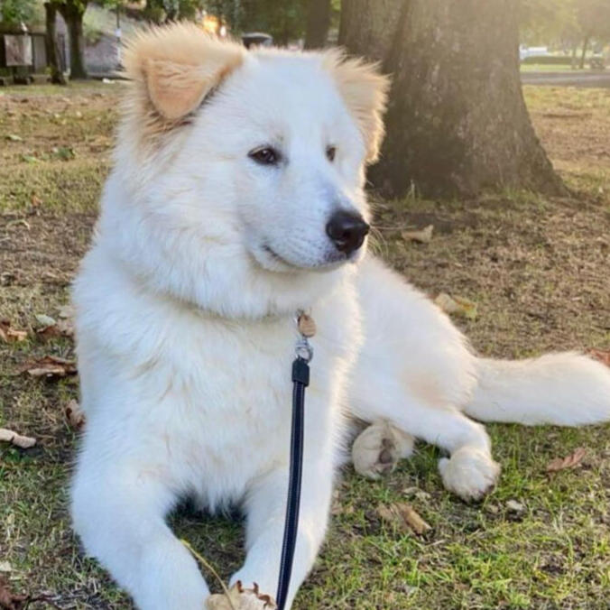 Professional Dog Walking in Birmingham City Centre Dog walking Birmingham and professional dog sitter Birmingham services - Pawtobby Pet Care